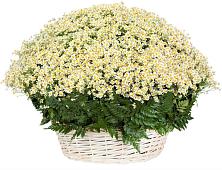 Цветочная композиция из Ромашки в корзине #REPLACE_PRED# Сурске